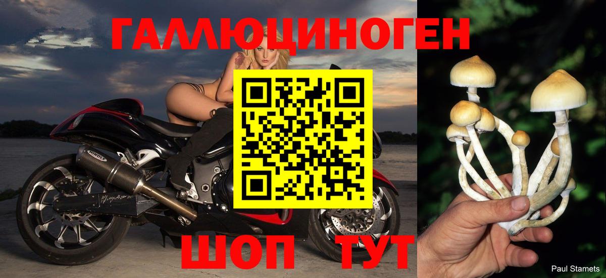 Псилоцибиновые грибы Psilocybe Тобольск